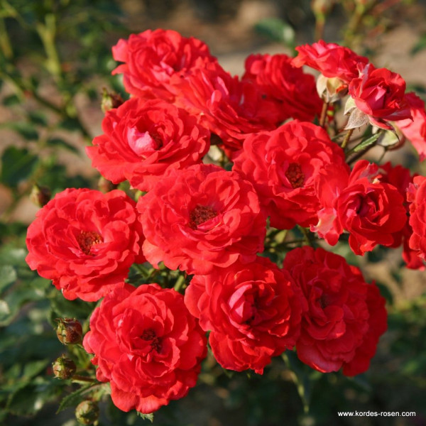 ZWERGENFEE`09 MINI®